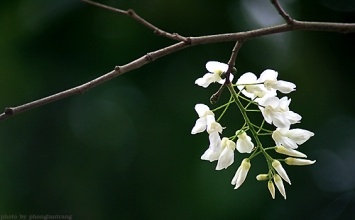 Thầy đang nói gì!